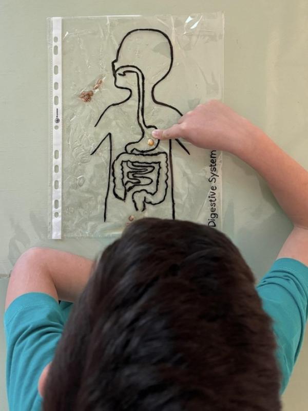 446. PRIMARIA SBS. Hands-on: Digestive system! A fun and interactive sensory bag activity.